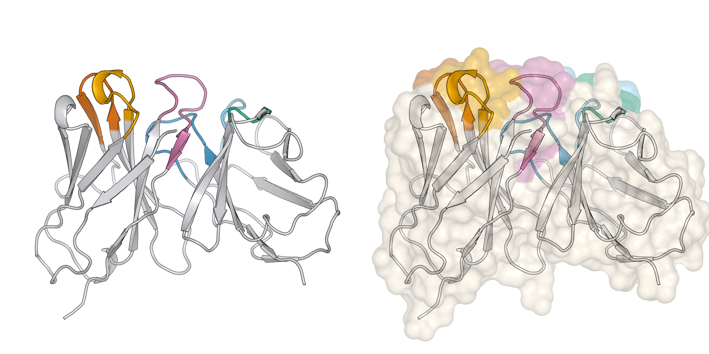 scFvGen — AI-designed anti-CD19 scFv for CAR-T